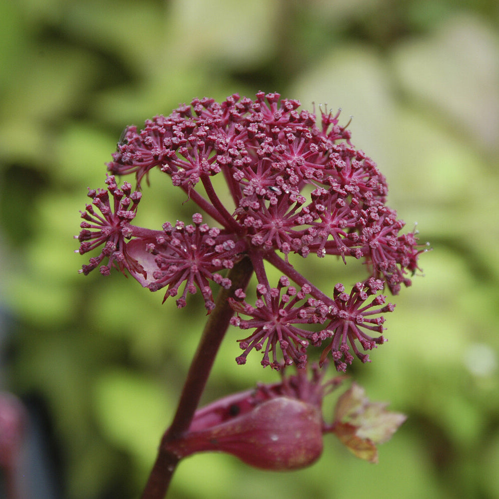 Purpur-Engelwurz - Angelica gigas - Bakker