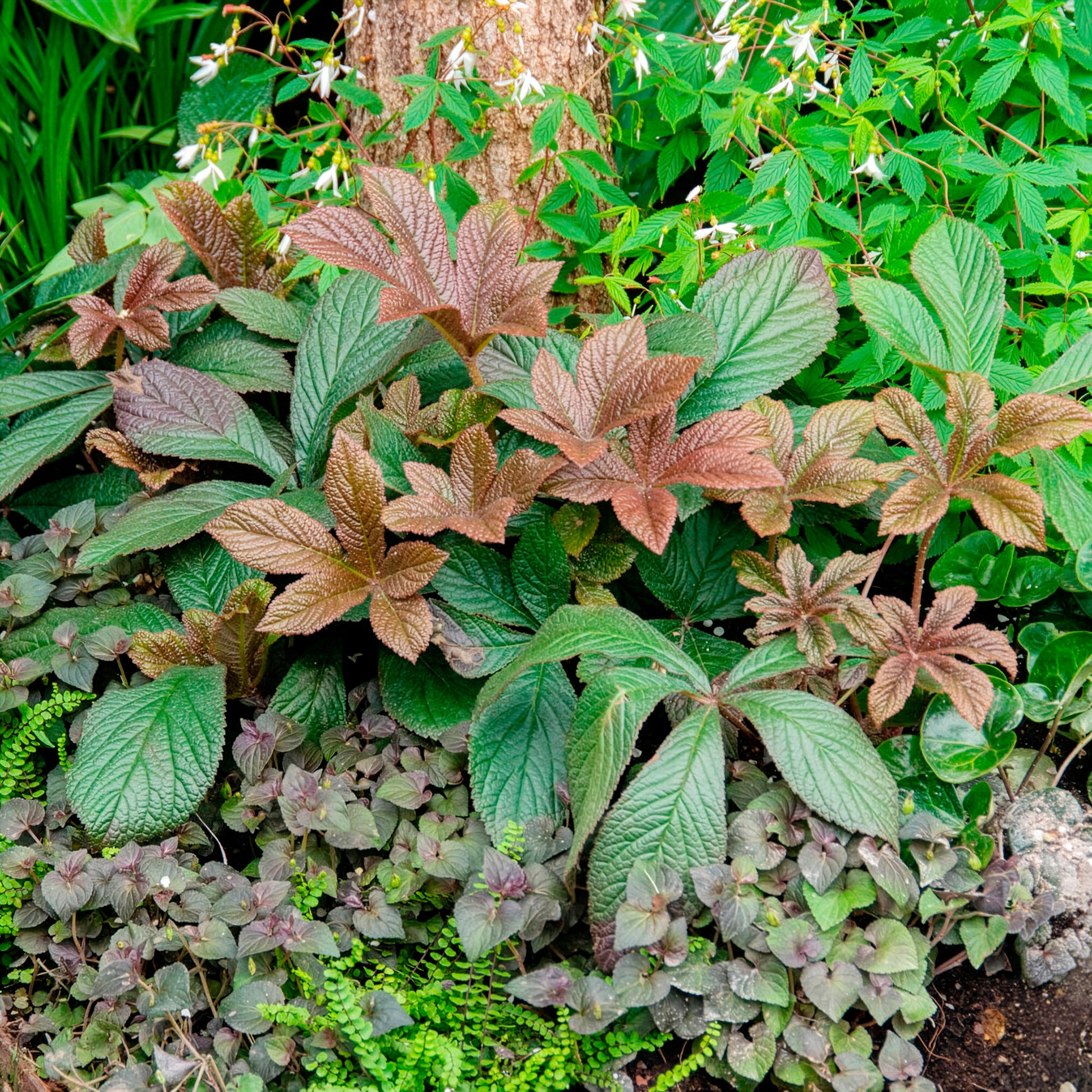 Rodgersia henrici - Henry-Schaublatt - Rodgersia - Schaublatt