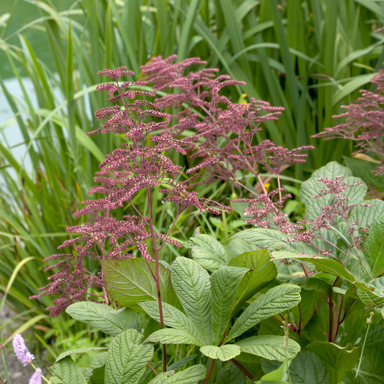 Verkauf Henry-Schaublatt - Rodgersia henrici