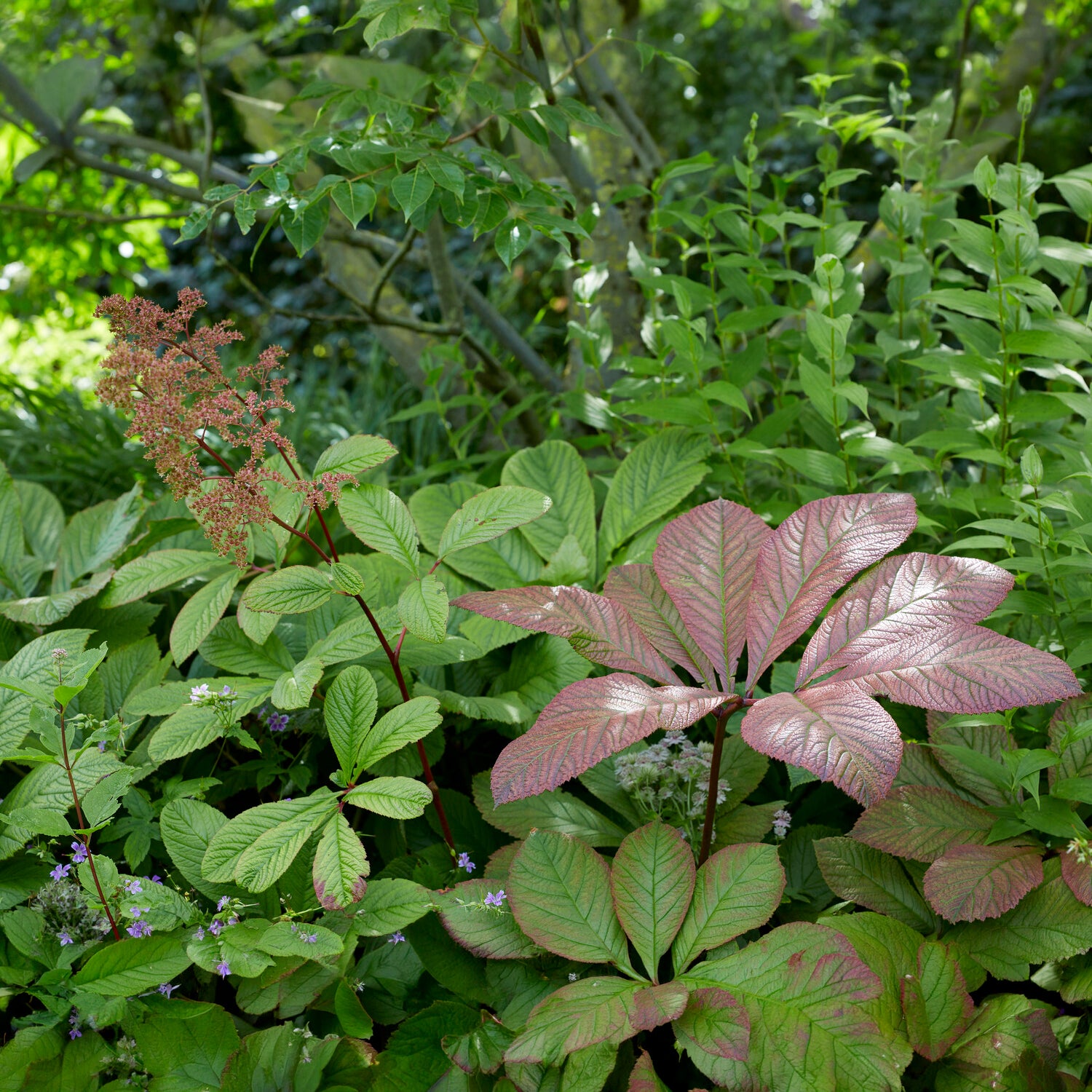 Rodgersia - Schaublatt - Henry-Schaublatt - Rodgersia henrici