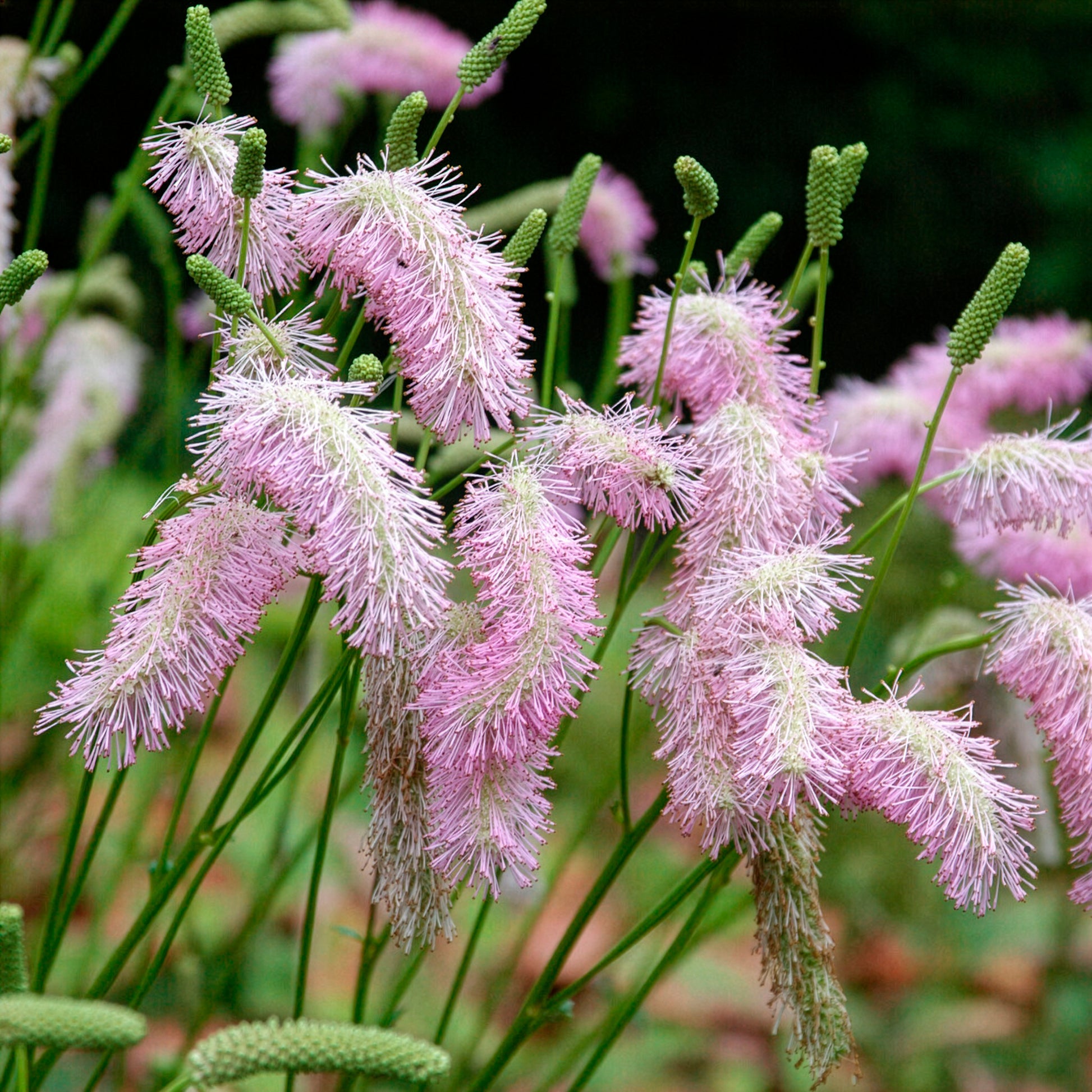 Koreanischer Wiesenknopf Pink Brushes - Sanguisorba Pink Brushes - Bakker