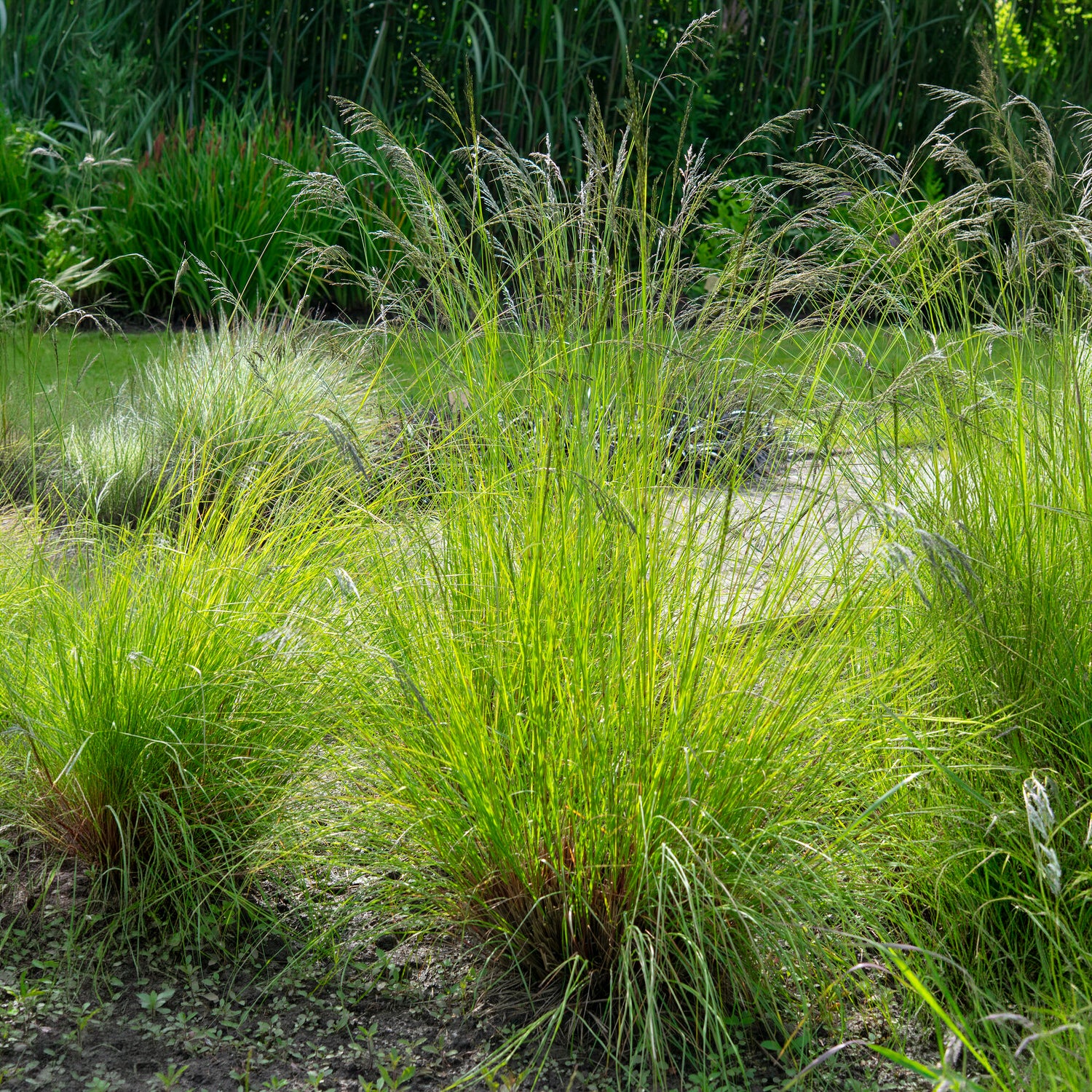 Schwachgekrümmtes Liebesgras - Eragrostis curvula - Bakker