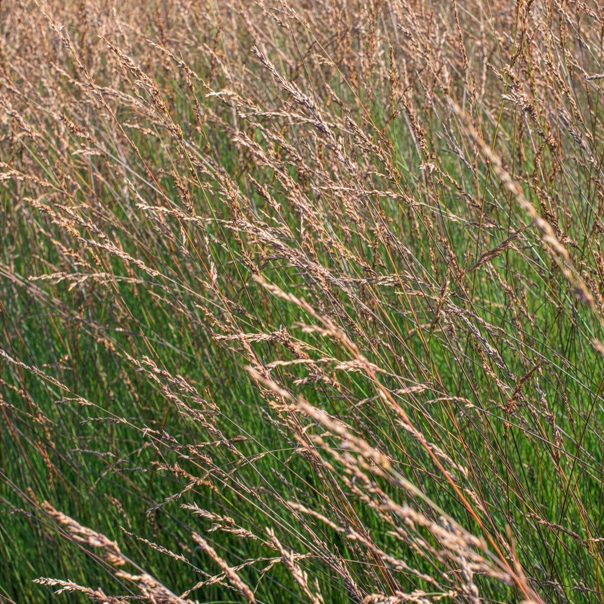 Kleines Pfeifengras Edith Dudszus - Molinia caerulea Edith Dudszus - Bakker