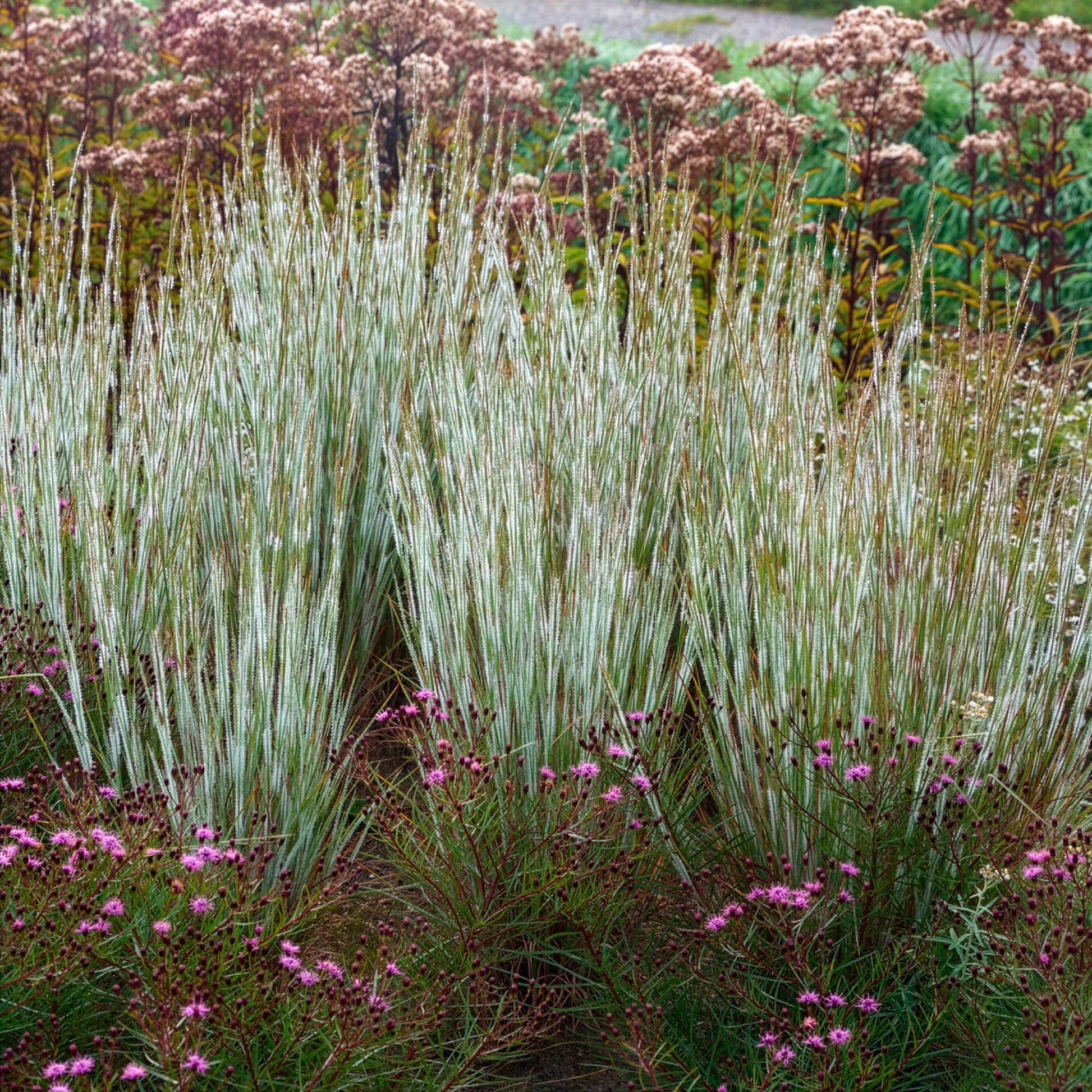 Präriegras Ha Ha Tonka - Schizachyrium scoparium Ha Ha Tonka - Bakker