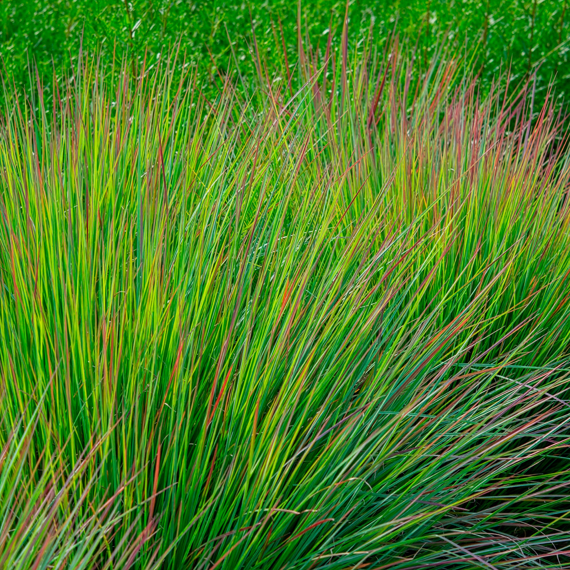Schizachyrium - Präriegras Standing Ovation - Schizachyrium scoparium Standing Ovation
