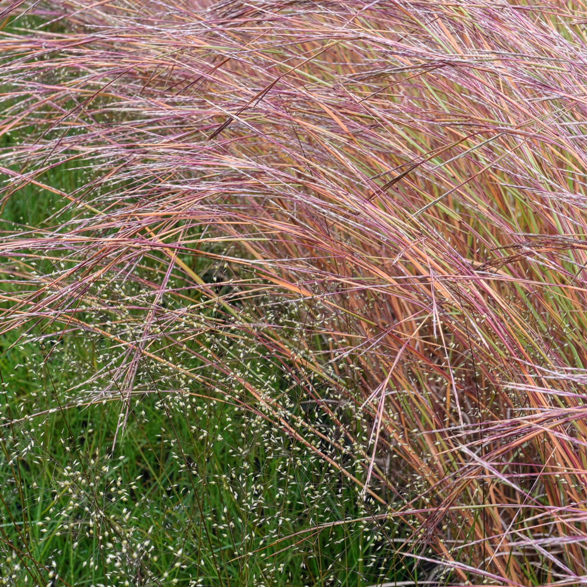 Schizachyrium scoparium Wildwest - Präriegras Wildwest - Schizachyrium