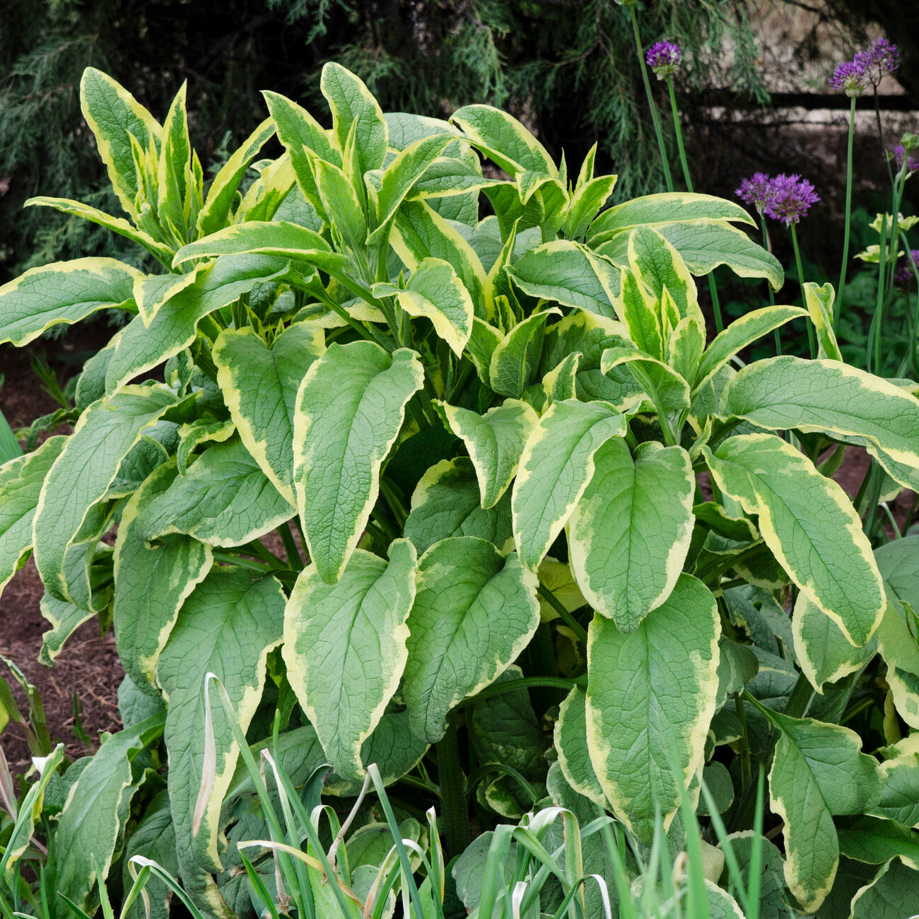 Beinwell Goldsmith - Symphytum grandiflorum Goldsmith - Bakker