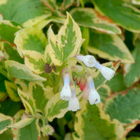 Symphytum grandiflorum Goldsmith - Beinwell Goldsmith - Gundelrebe