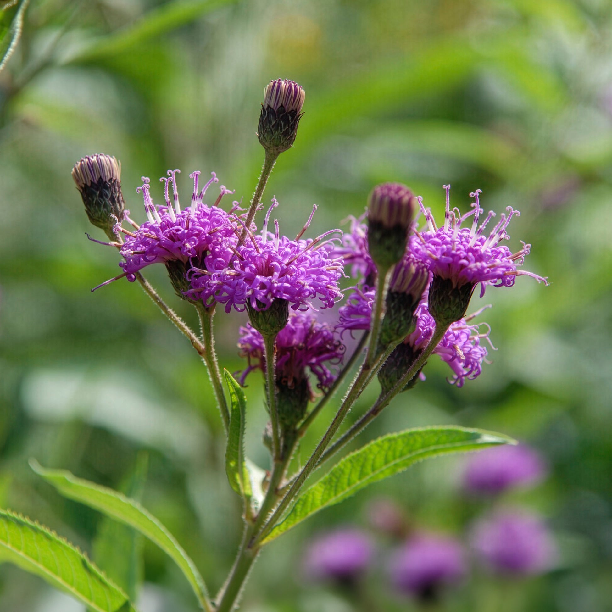 Vernonia crinita mammuth - Arkansas-Scheinaster Mammuth - Blühende Stauden