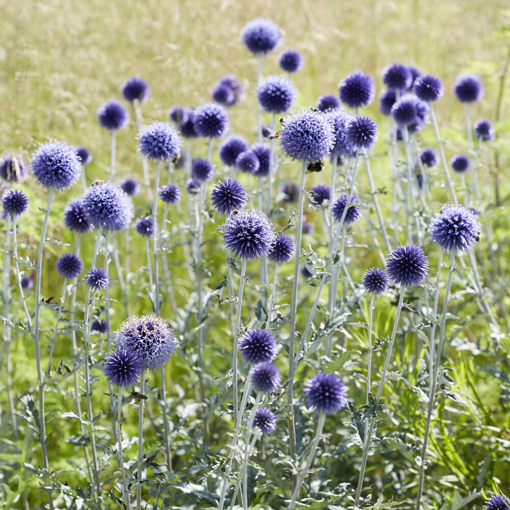 Stauden - Kugeldistel ‘Veitch’s Blue’ - Echinops ritro Veitch's Blue