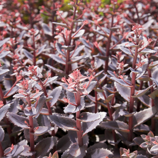 Fetthenne 'Chocolate Cherry' - Bakker