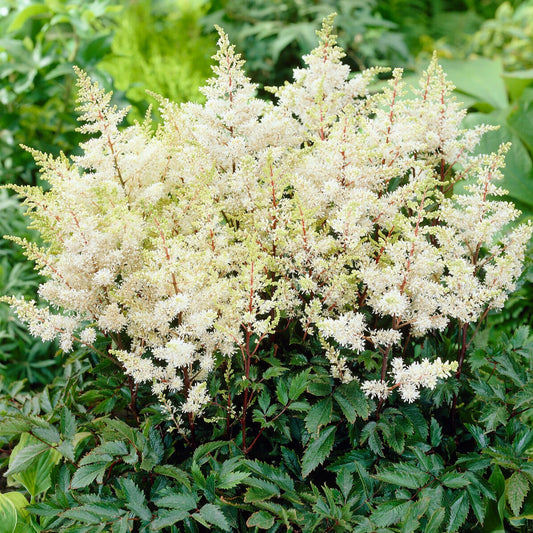 Prachtspiere ‘Ellie’ - Bakker