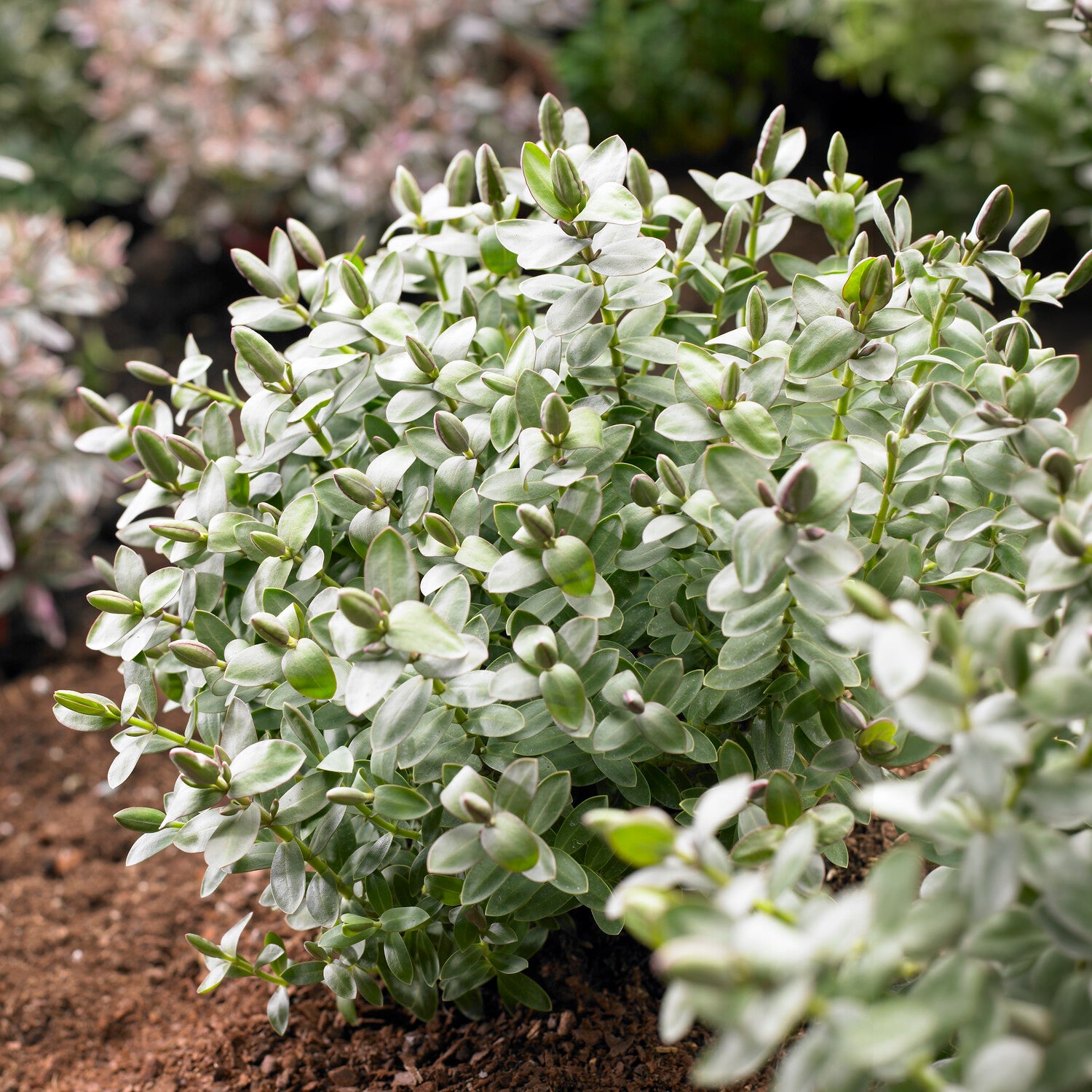 Strauchveronika 'Red Edge' - Hebe albicans Red Edge - Bakker
