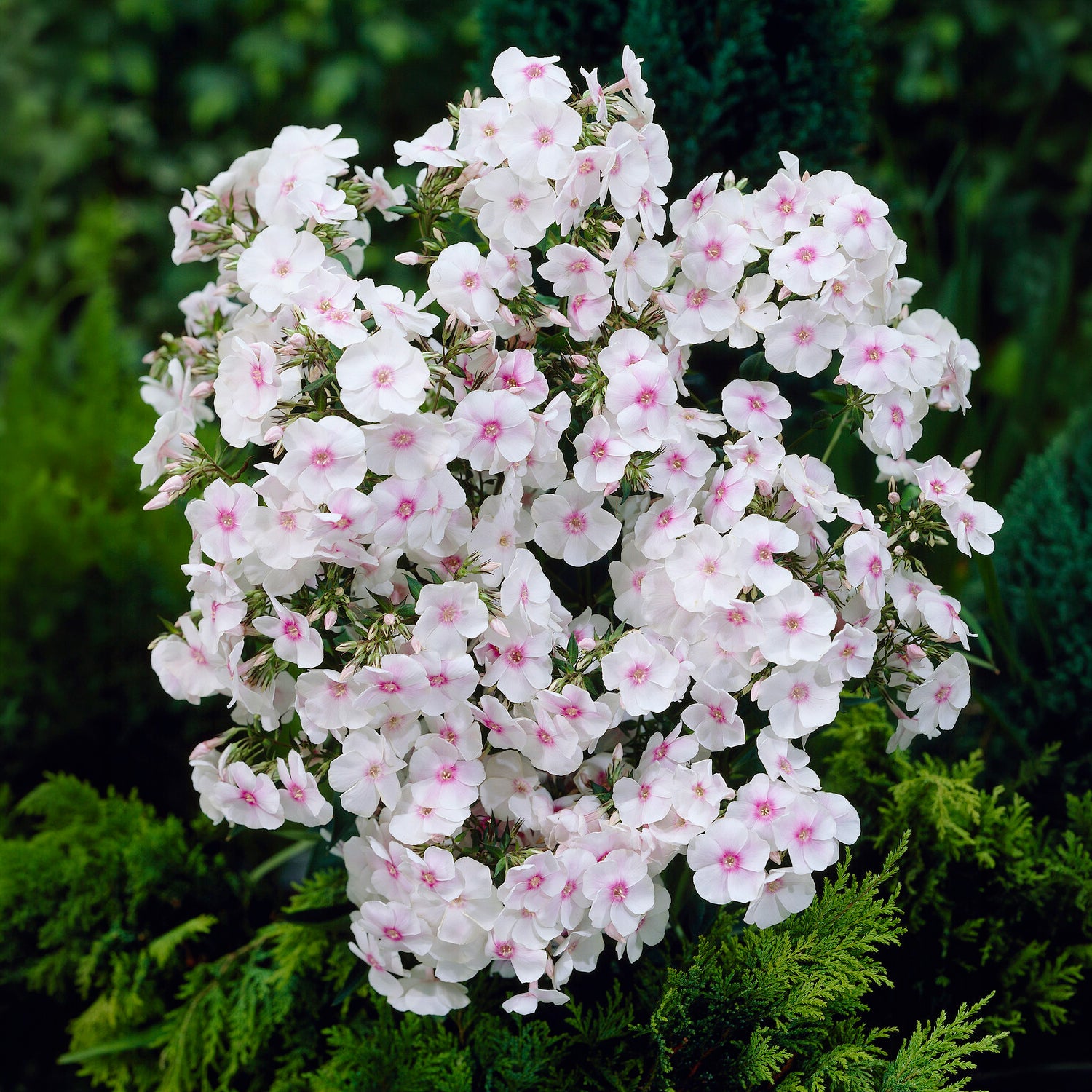 Flammenblume Miss Holland - Phlox paniculata Miss Holland - Bakker