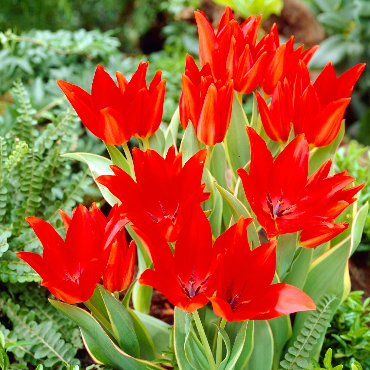 Praestans-Tulpen ‘Bloemenlust’ (x10) - Bakker