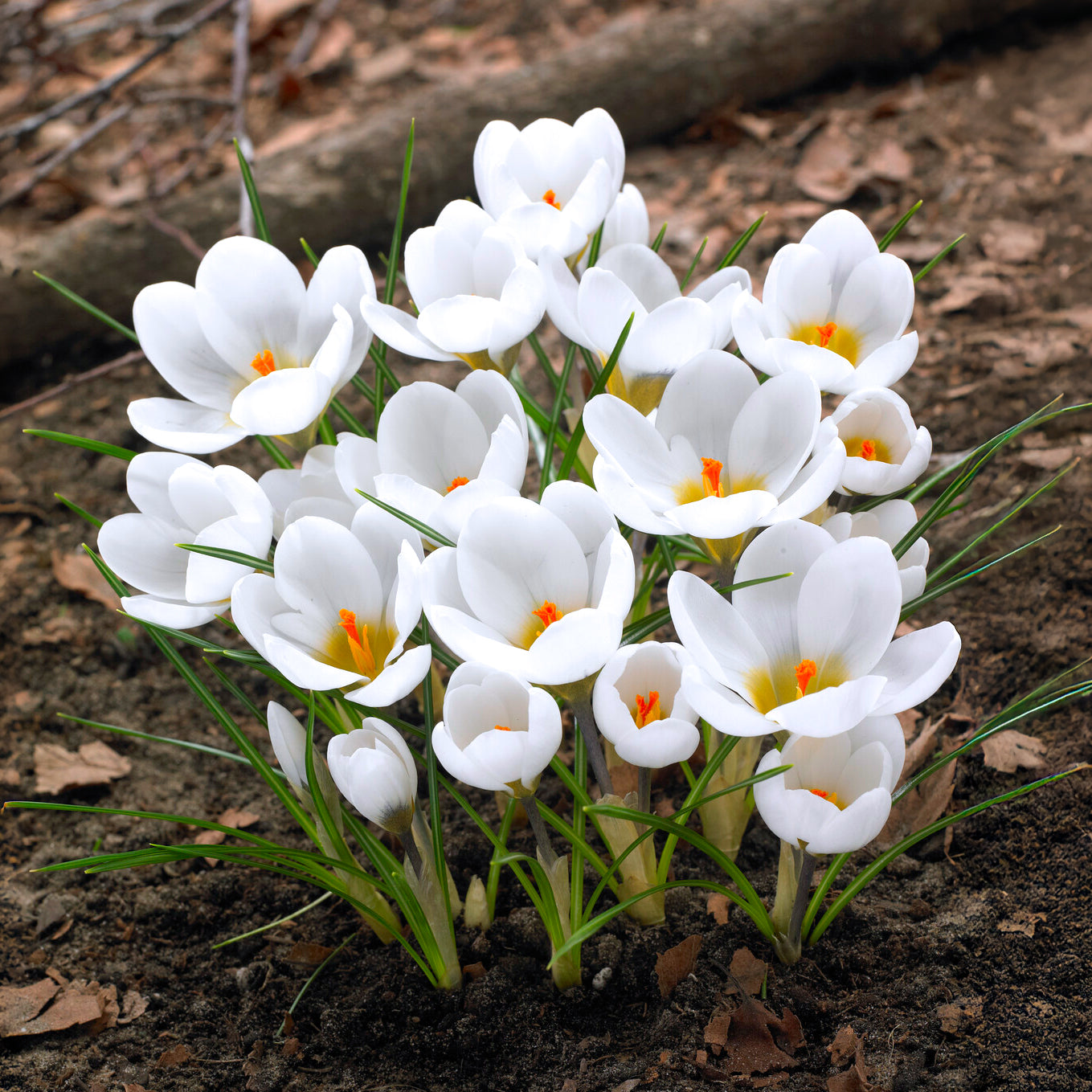 Krokusse Ard Schenk - Krokus-Zwiebeln - Bakker