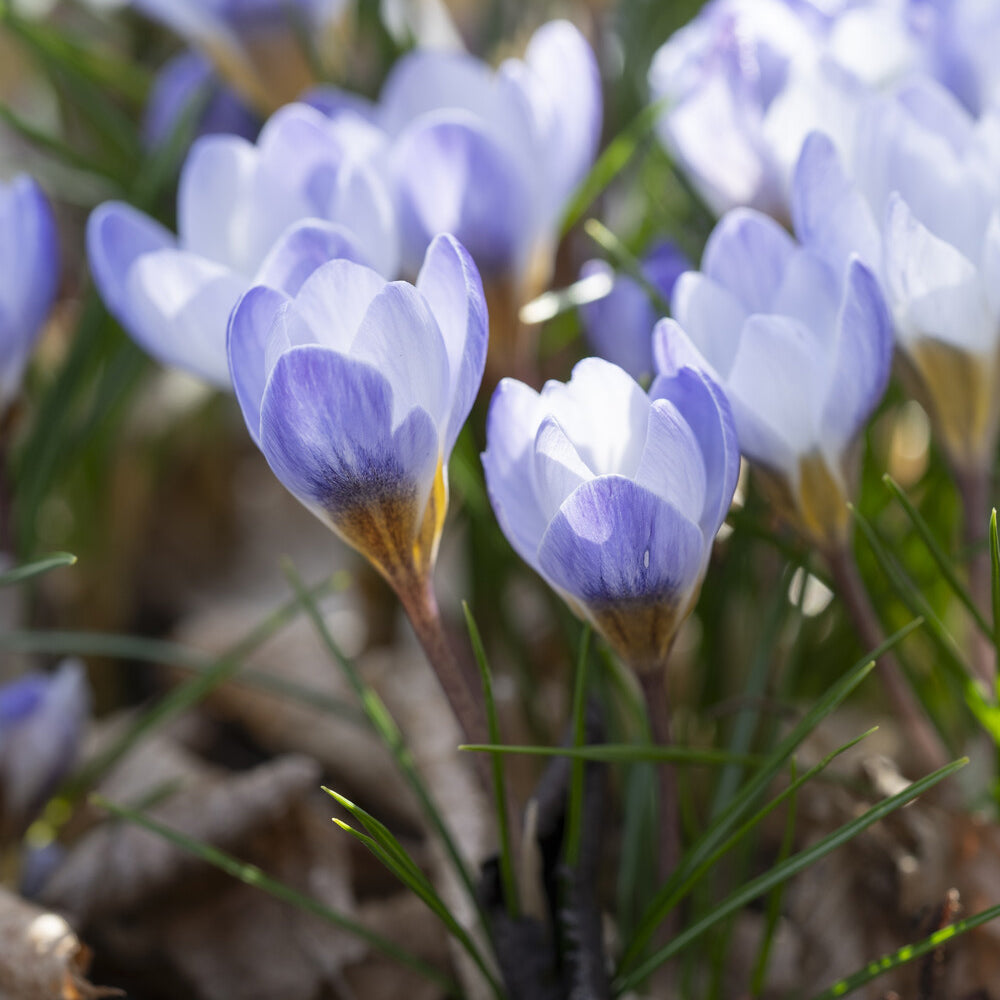 Verkauf Krokus 'Blue Pearl' (x10) - Crocus biflorus 'Blue Pearl'