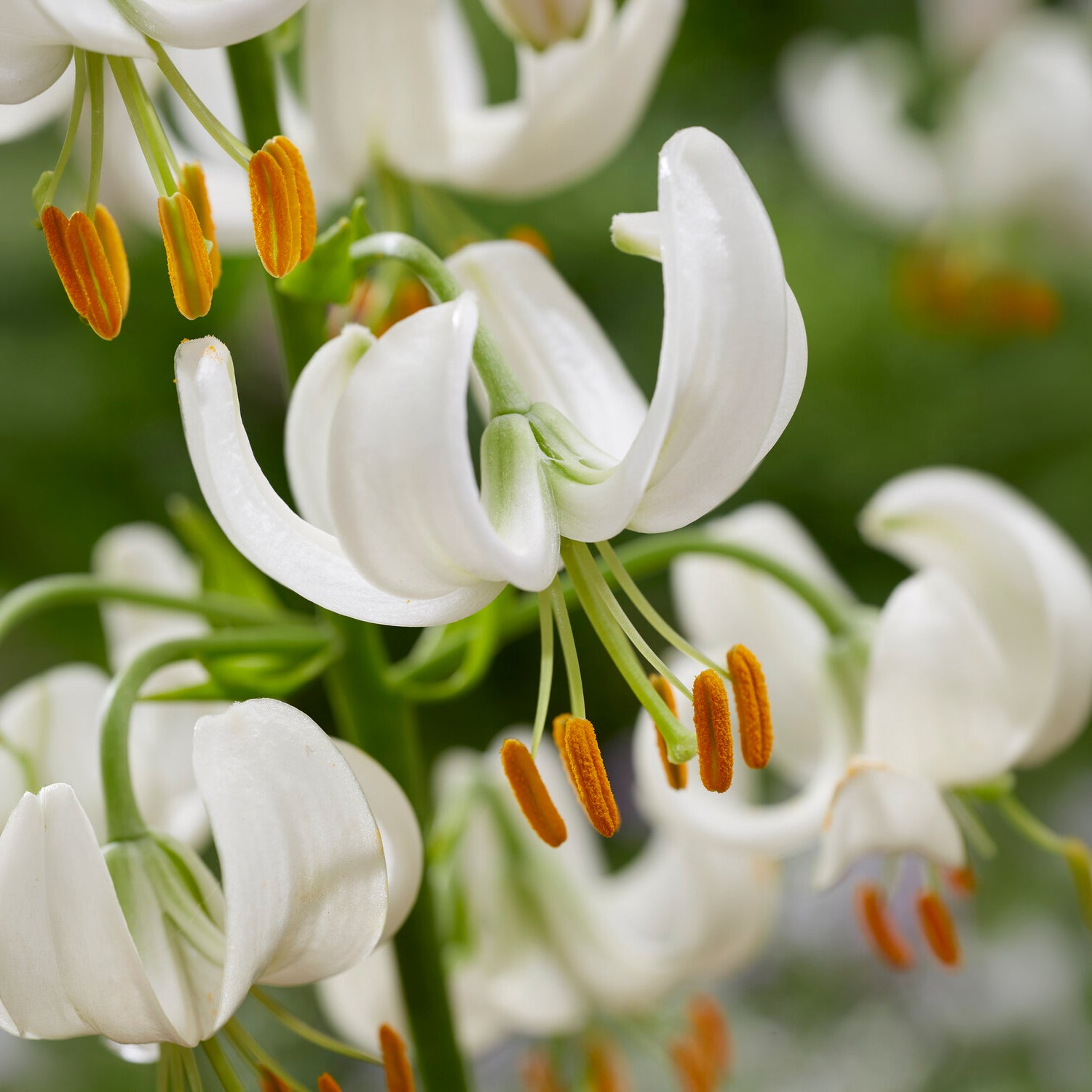 Türkenbundlilie Snowy Morning - Lilium Snowy Morning - Bakker