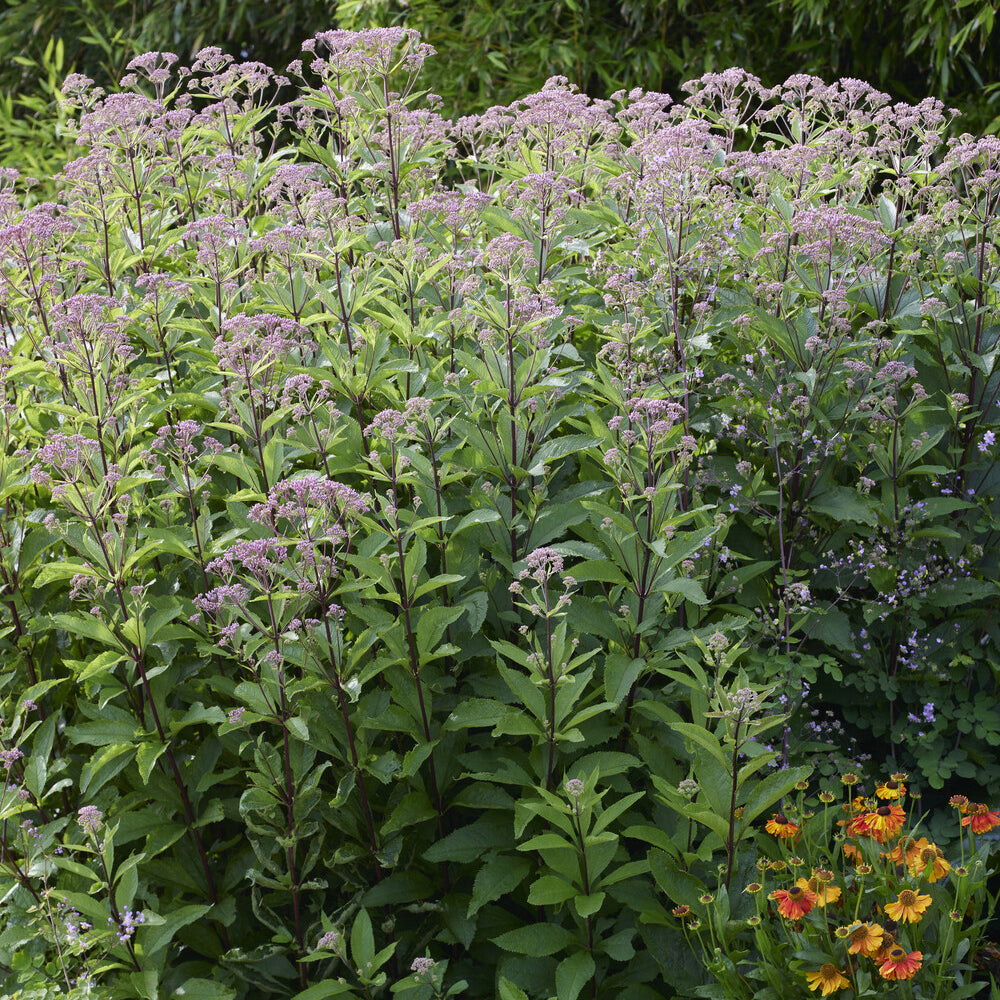 Verkauf Wasserdost ‘Plenum’ - Eupatorium cannabinum Plenum
