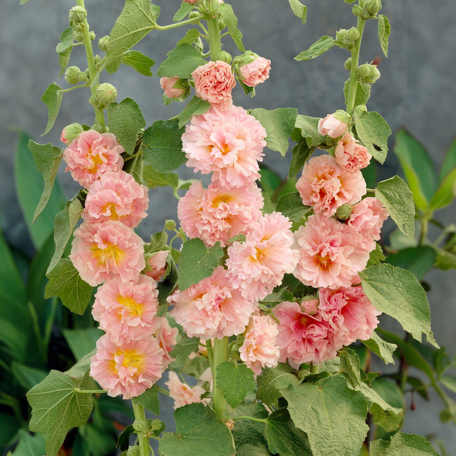 Stockrose Chaters Double Apricot - Bakker