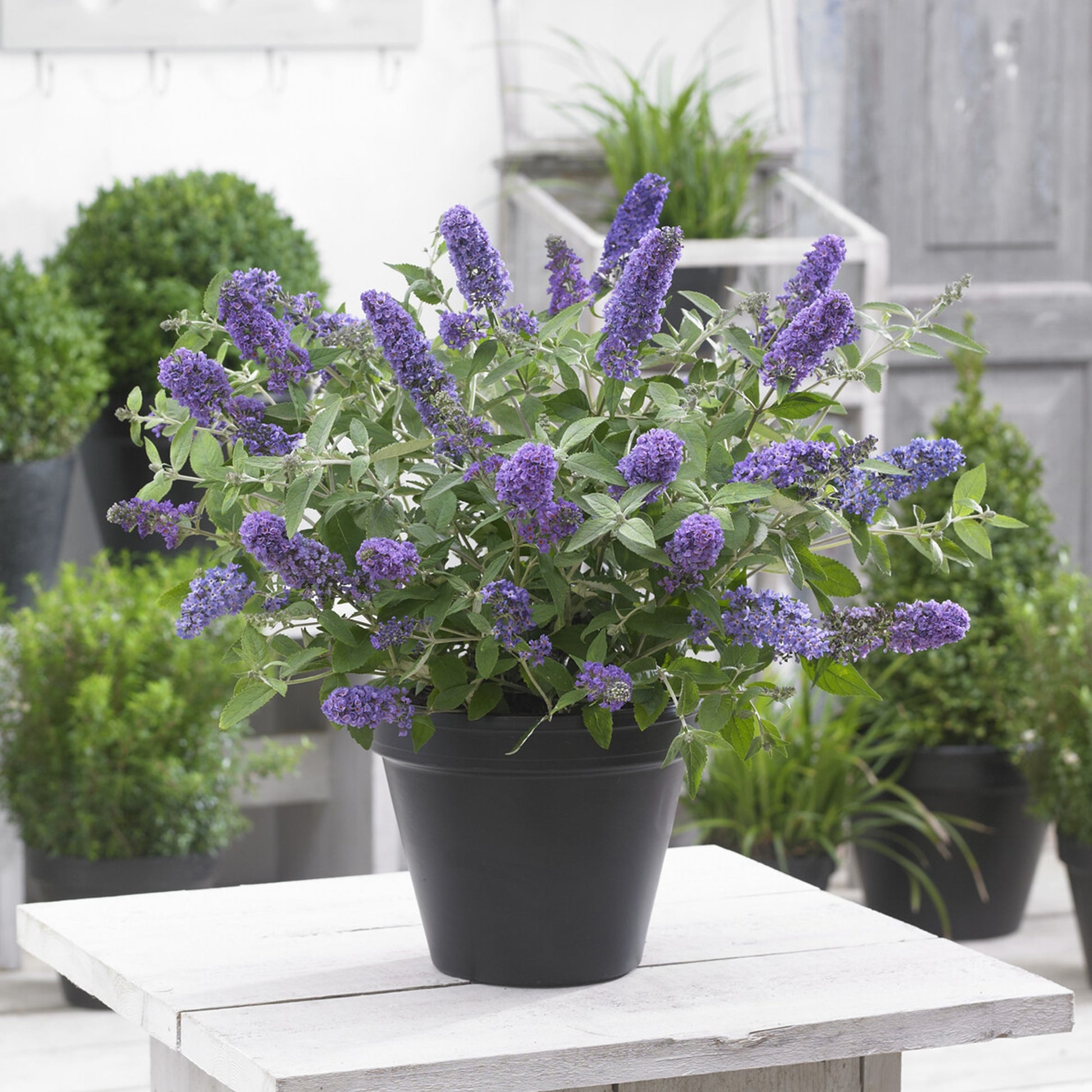 Zwerg-Schmetterlingsbaum ‘Free Petite® Blue Heaven’ - Buddleja davidii Free Petite® Blue Heaven - Bakker