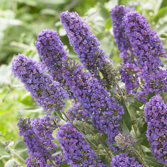 Zwerg-Schmetterlingsbaum ‘Free Petite® Blue Heaven’ - Bakker