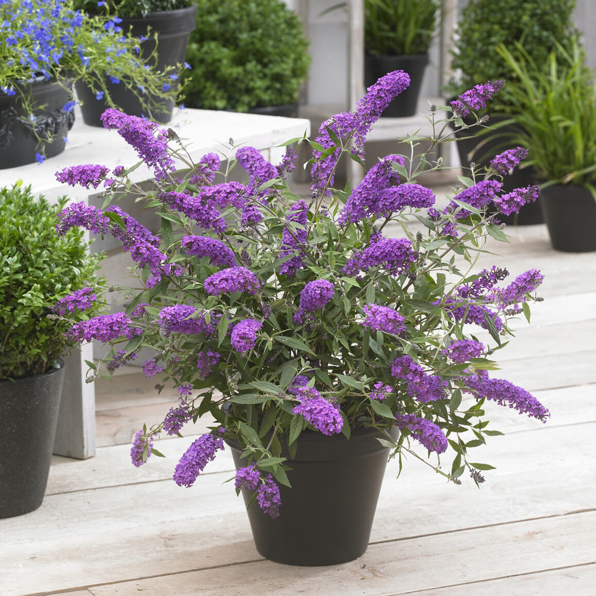 Zwerg-Schmetterlingsbaum ‘Free Petite® Dark Pink’ - Bakker