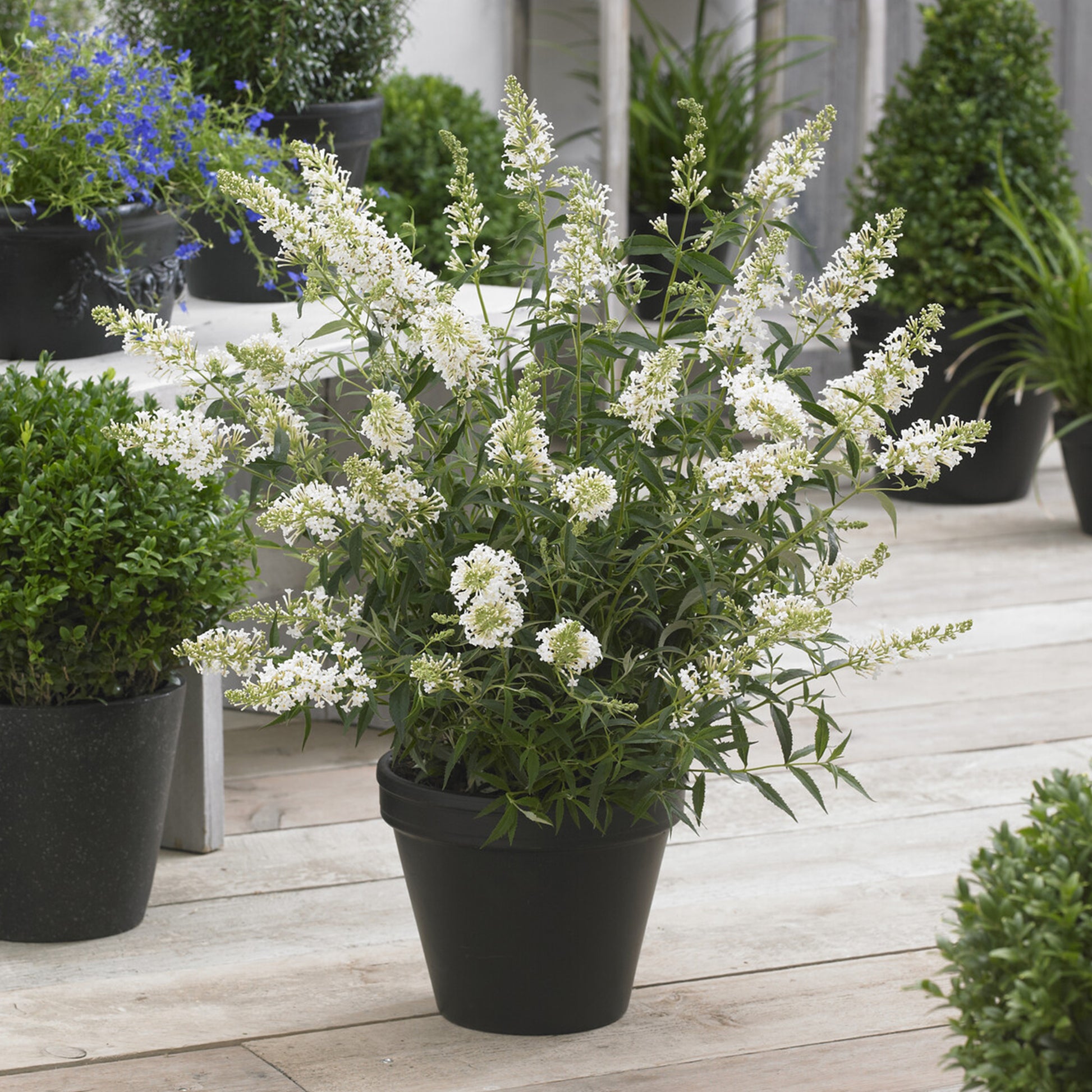 Zwerg-Schmetterlingsbaum ‘Free Petite® Snow White’ - Buddleja davidii Free Petite® Snow White - Bakker