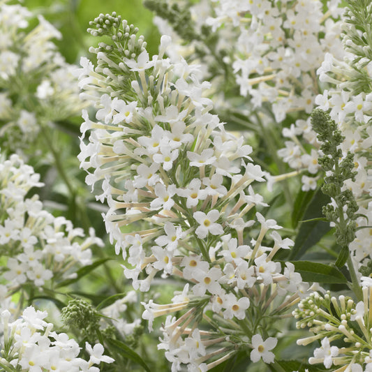 Zwerg-Schmetterlingsbaum ‘Free Petite® Snow White’ - Bakker