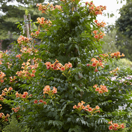 Klettertrompete ‘Indian Summer’® - Bakker