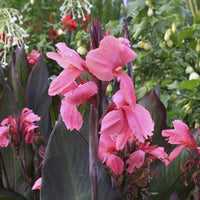 Blumenrohr ‘Pink Futurity’ (x2) - Bakker