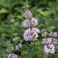 Bartblume ‘Stephi’® Rosa - Bakker