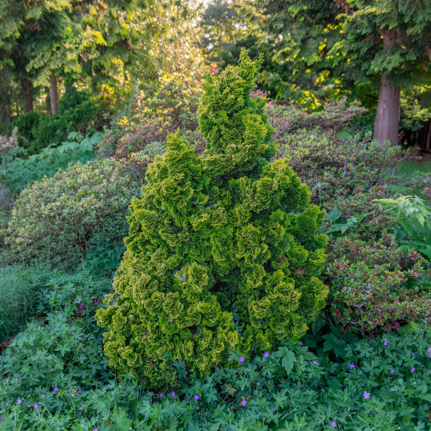 Scheinzypresse Hinoki Aurora - Chamaecyparis obtusa Aurora - Bakker