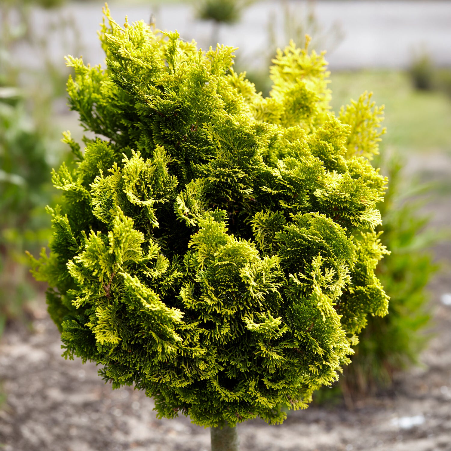 Chamaecyparis obtusa Aurora - Scheinzypresse Hinoki Aurora - Immergrüne Pflanzen