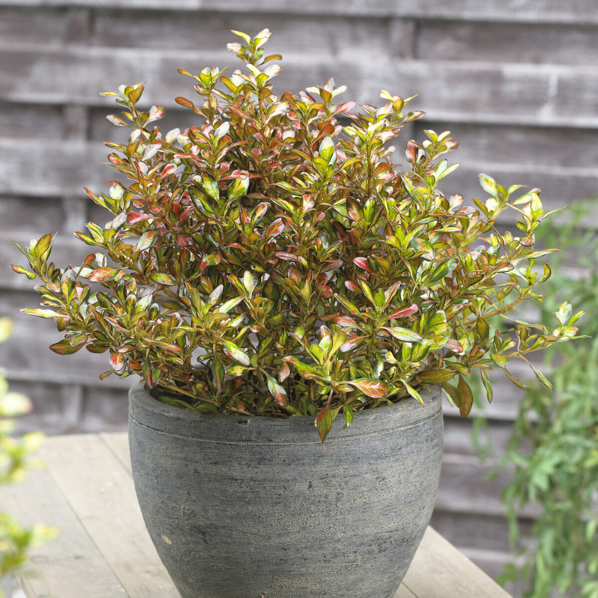 Immergrüne Sträucher - Coprosma ‘Evening Glow’ - Coprosma Evening Glow
