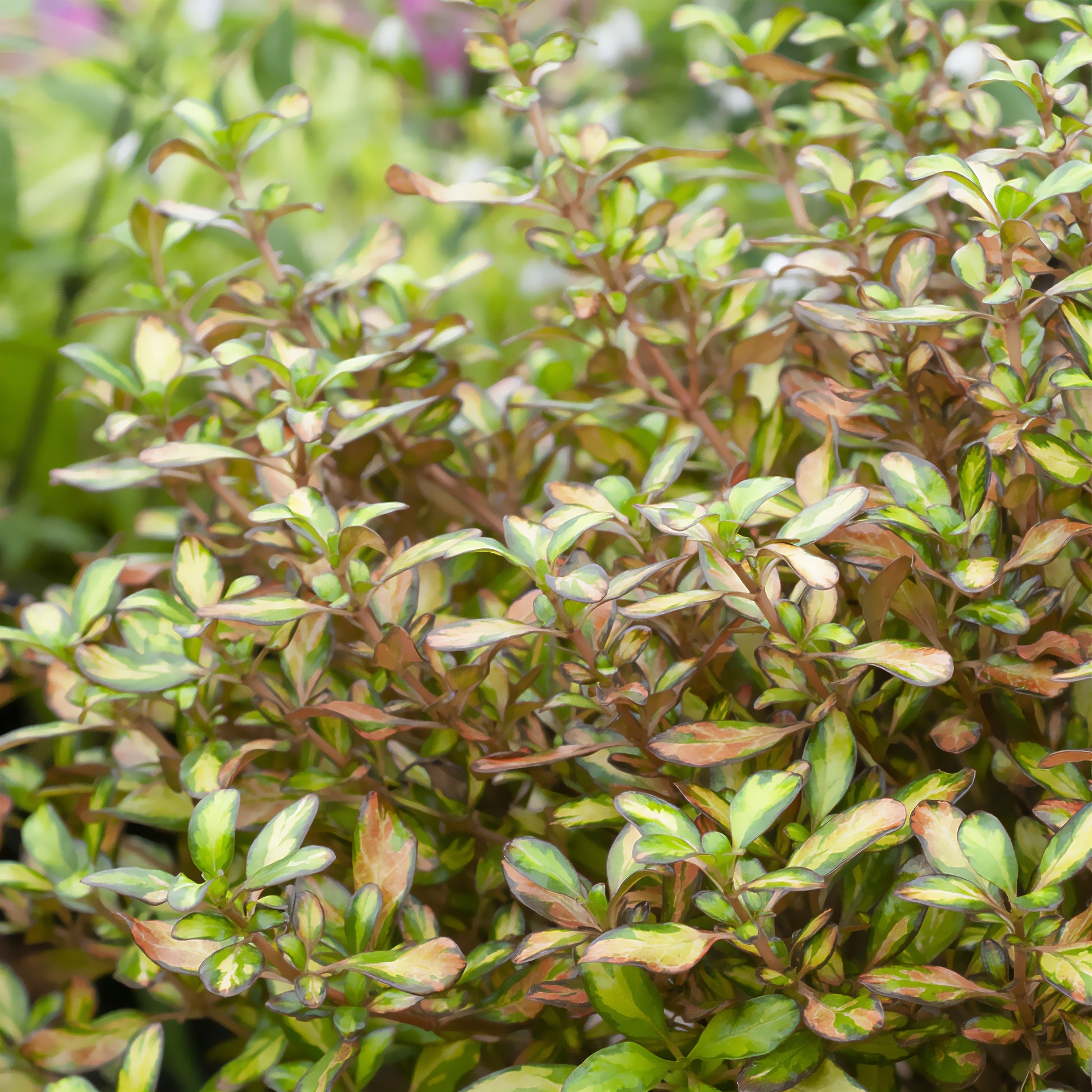 Coprosma ‘Evening Glow’ - Coprosma Evening Glow - Bakker