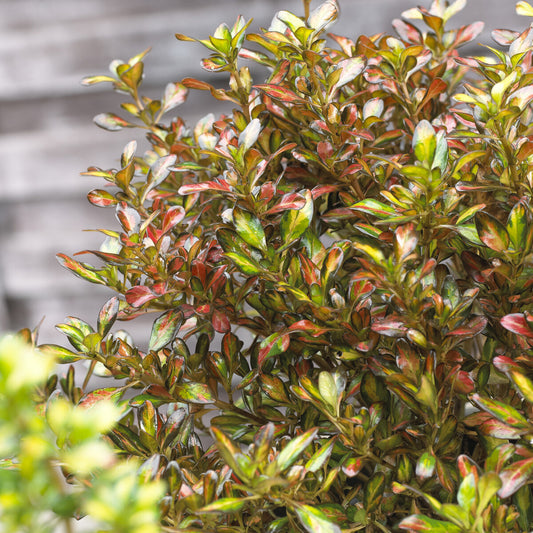 Coprosma ‘Evening Glow’ - Bakker