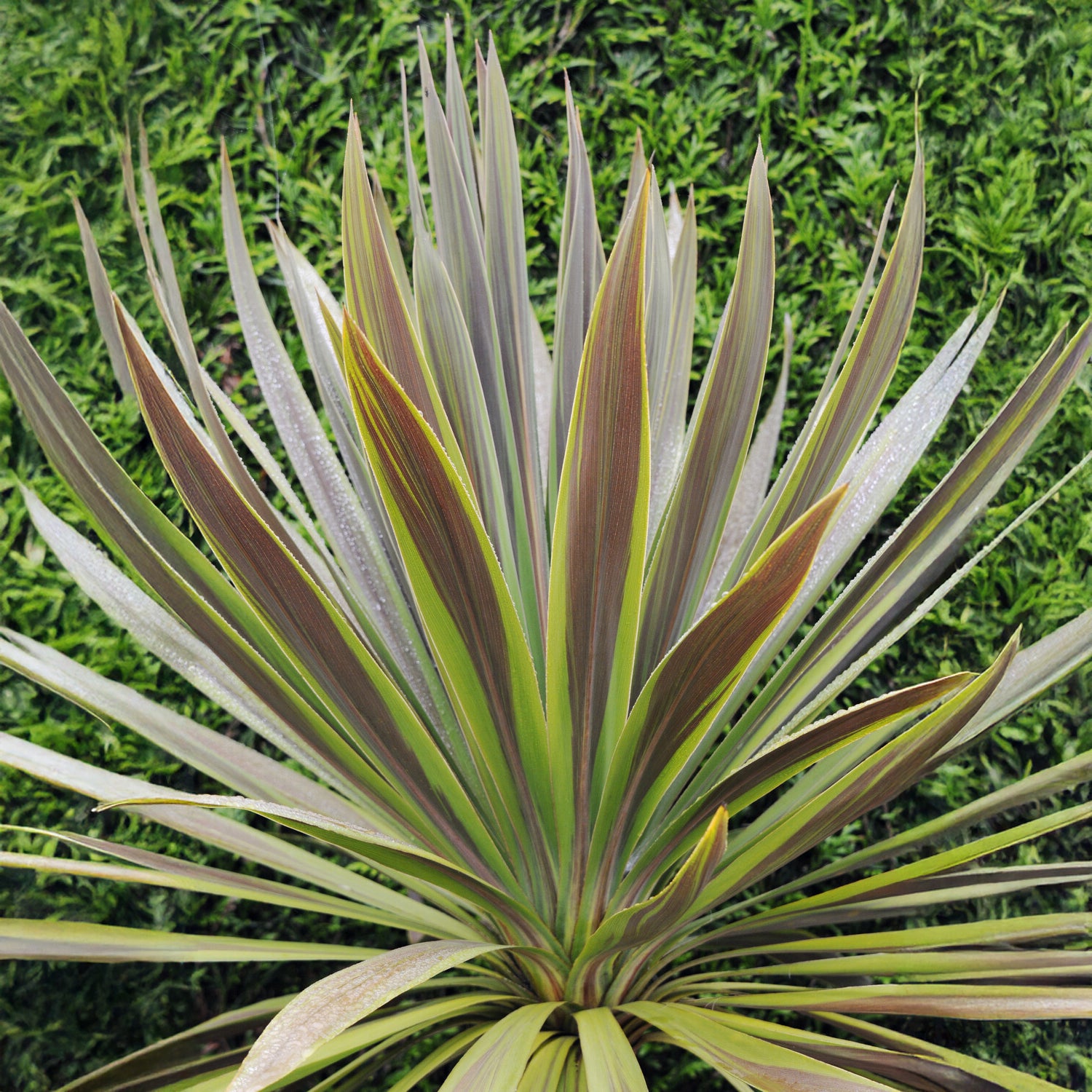 Cordyline australis Choc-Mint® - Australische Keulenlilie Choc-Mint® - Cordyline