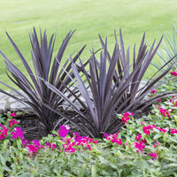 Australische Keulenlilie Red Sensation® - Bakker