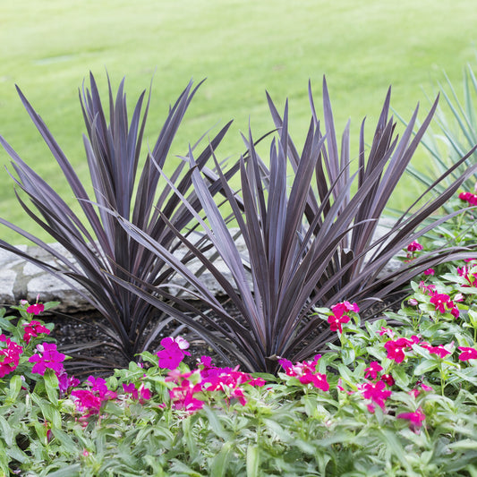 Australische Keulenlilie Red Sensation® - Bakker