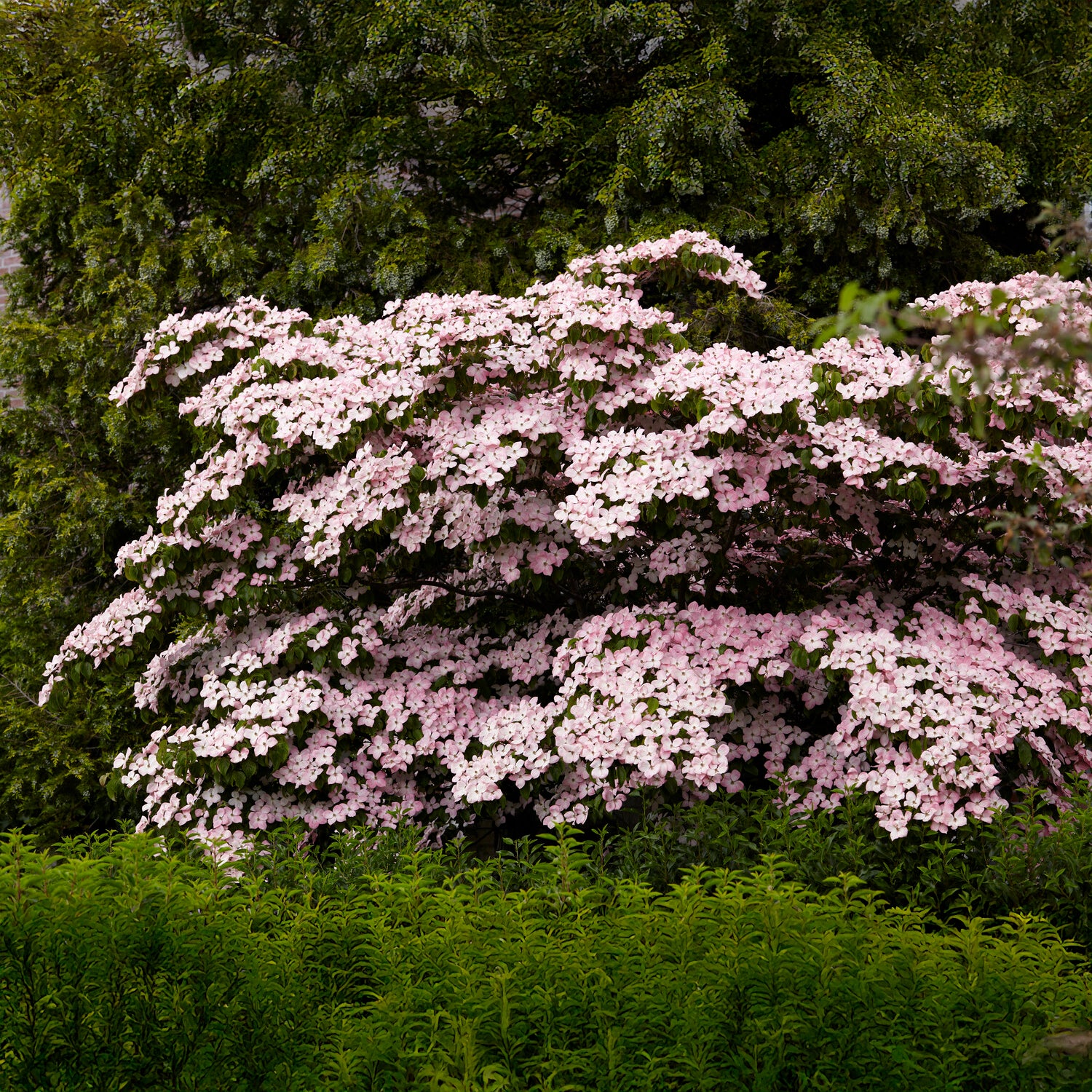 Verkauf Japanischer Hartriegel Satomi - Cornus kousa Satomi