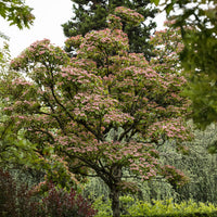Japanischer Hartriegel Satomi - Cornus kousa Satomi - Bakker