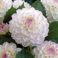 Ball-Dahlie 'Evelyne' - Dahlia Ball Evelyne - Bakker
