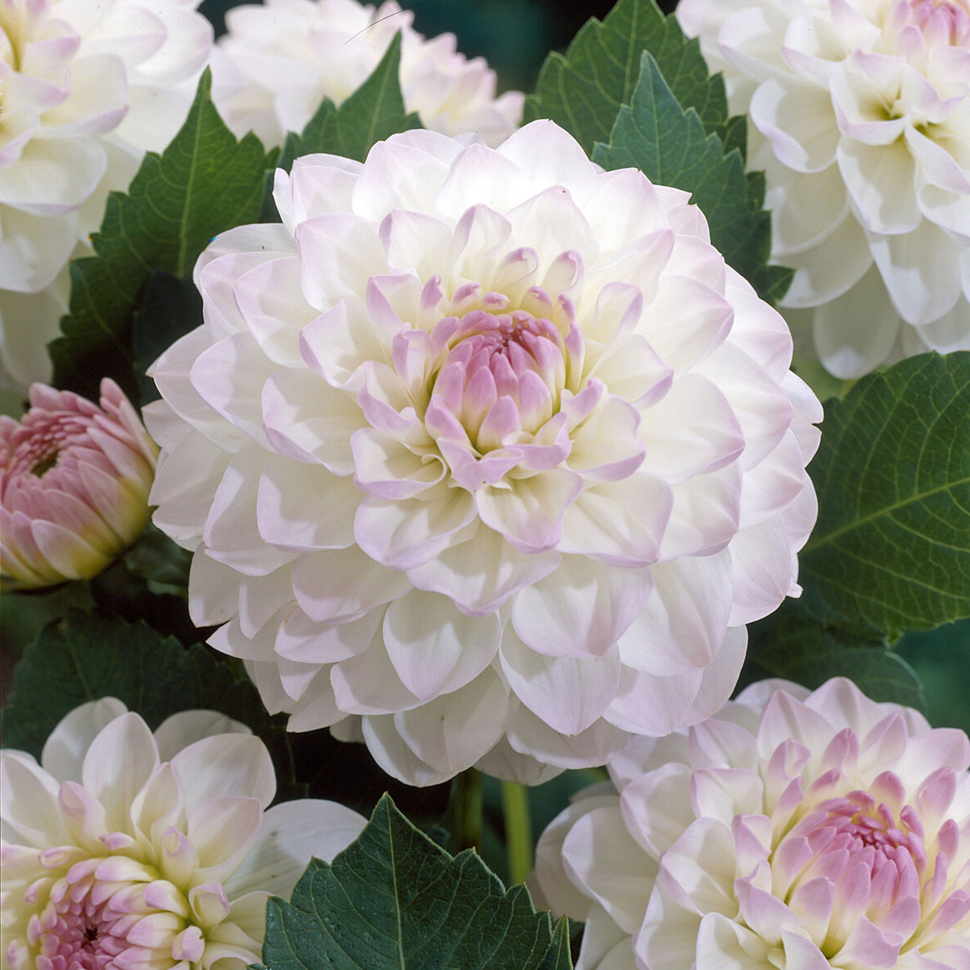 Ball-Dahlie 'Evelyne' - Dahlia Ball Evelyne - Bakker