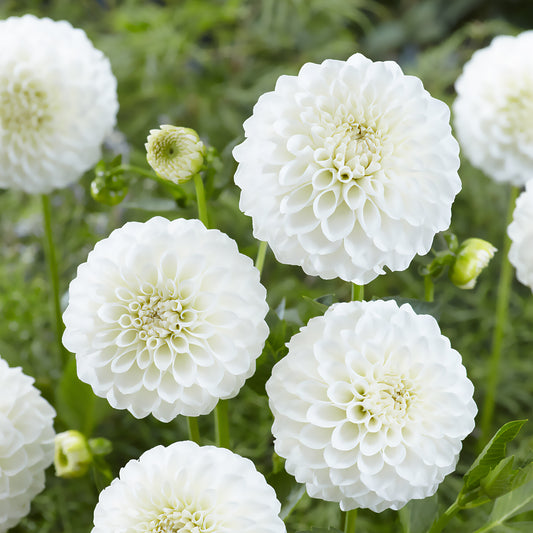 Dahlien ‘Boom Boom White’ (x3) - Bakker