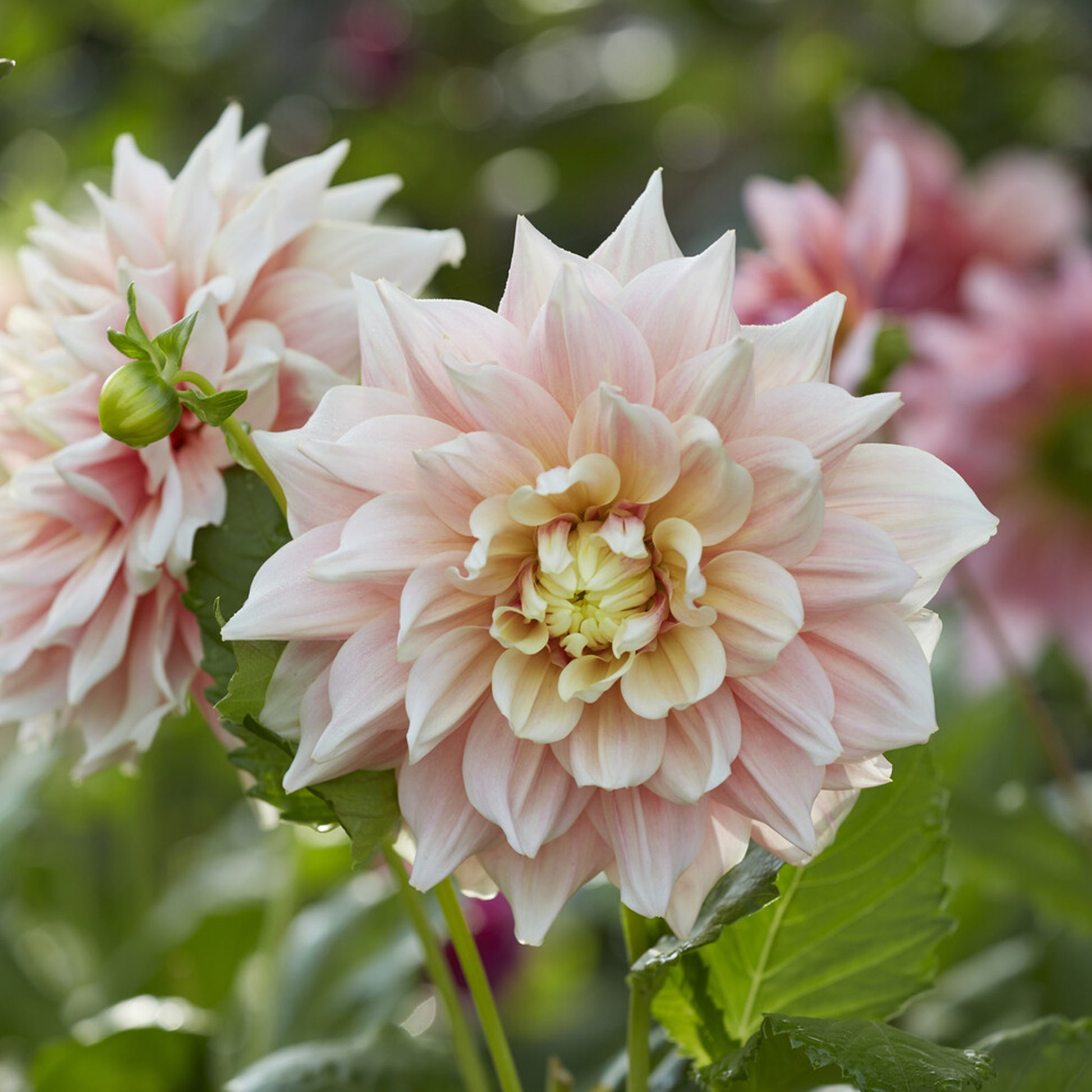 Dahlia Break Out - Dekorative Dahlie Break Out - Dahlien-Zwiebeln