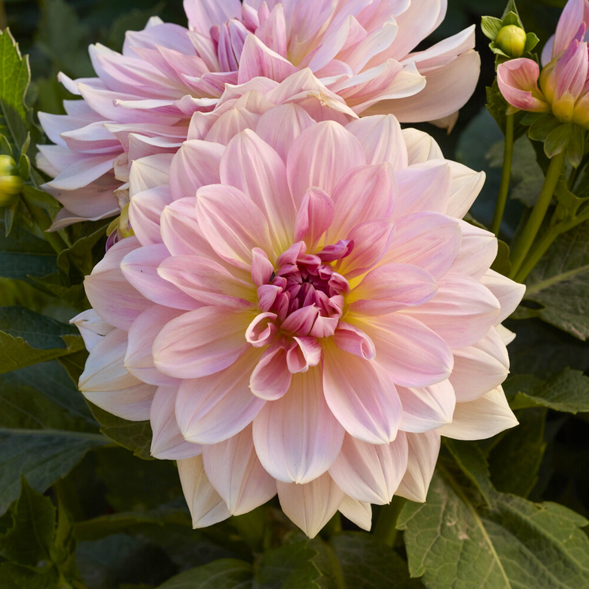 Riesen-Dahlie Fairway Pilot - Dahlia Fairway Pilot - Bakker