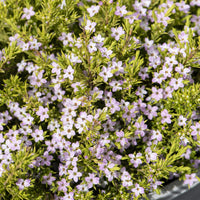 Diosma ‘Sunset Gold’ - Diosma hirsuta Sunset Gold - Bakker