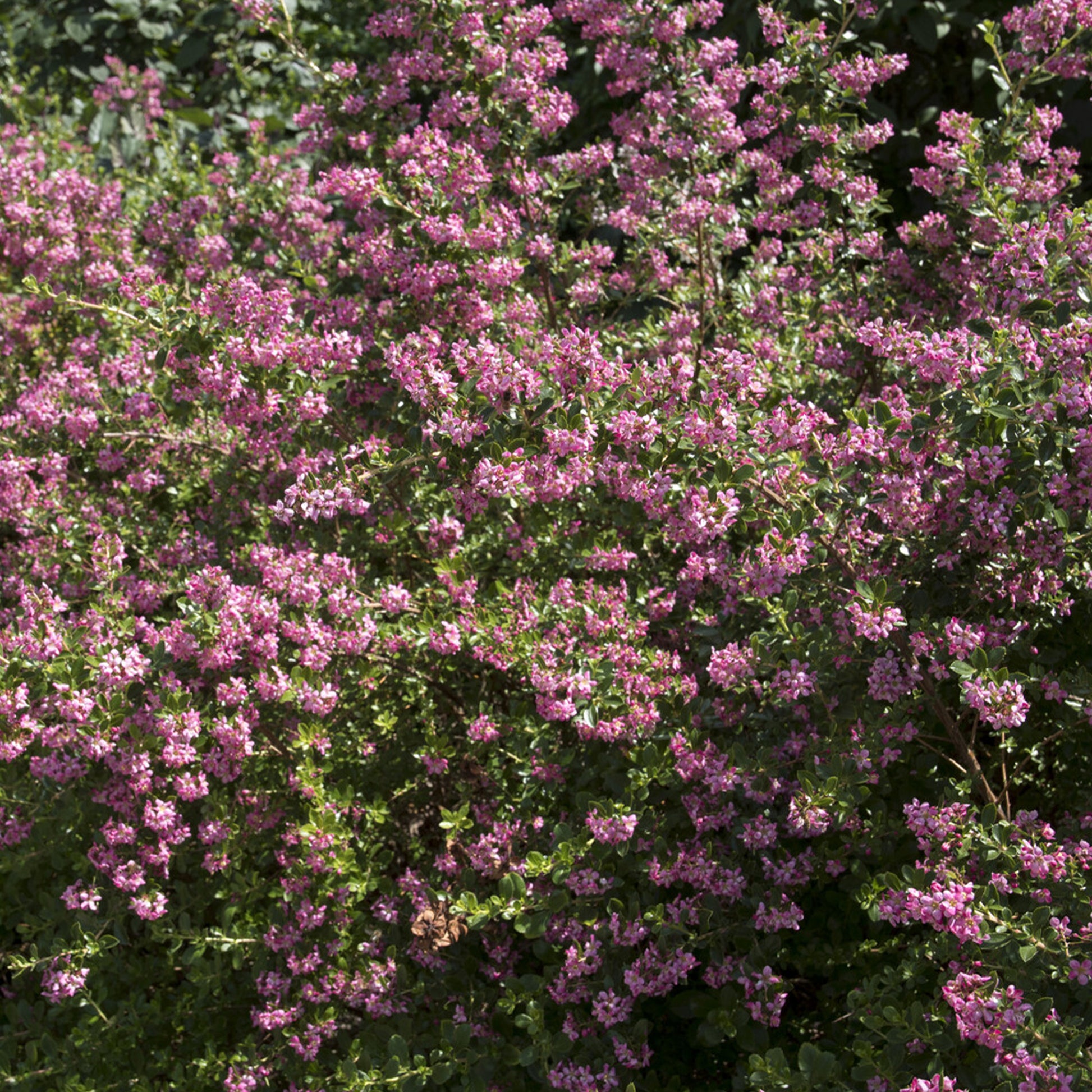 Escallonia Donard Seedling - Escallonia Donard Seedling - Escallonia - Escallonie