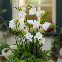Gefüllte Freesien weiß (x25) - Freesia Double Blanc - Bakker